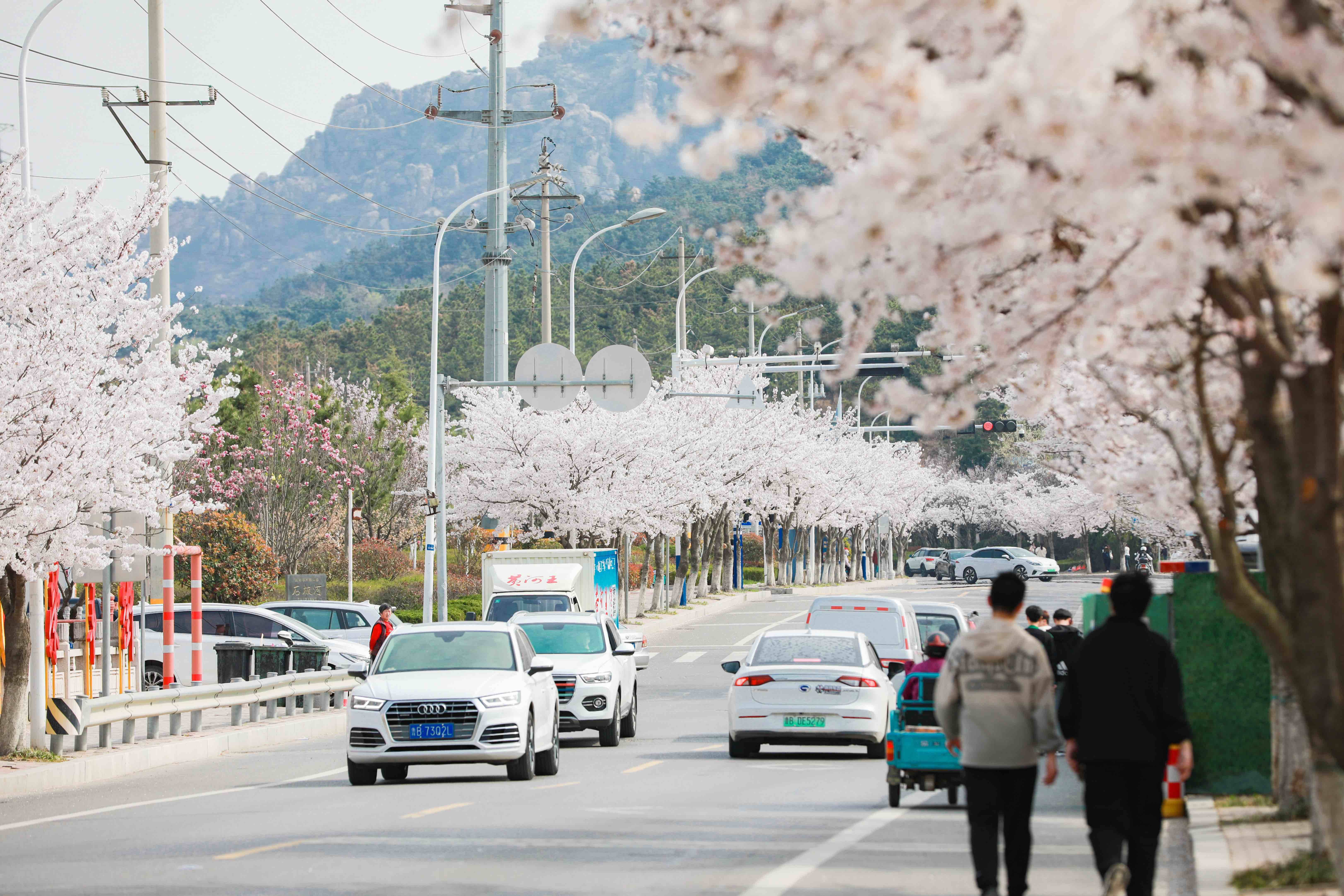 两千米樱花大道万亩野生杜鹃来青岛西海岸大珠山享受双重快乐