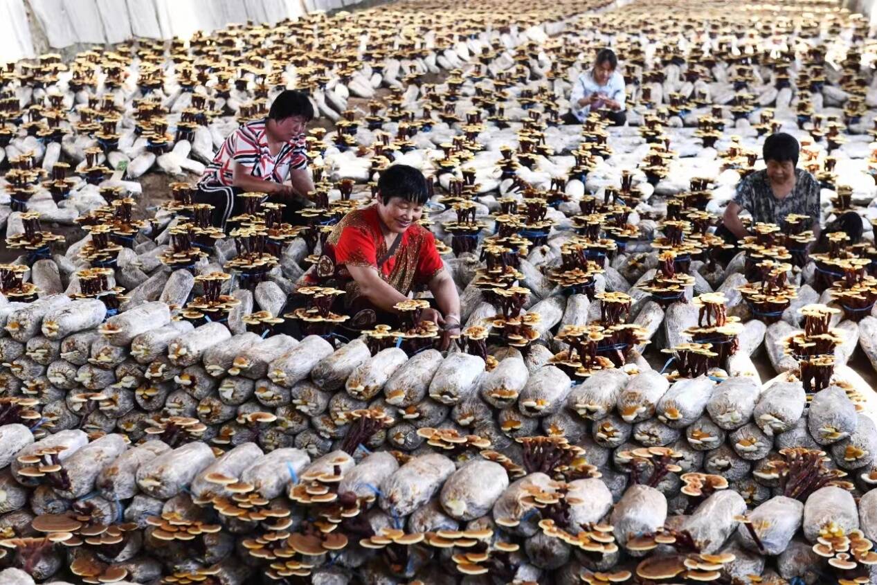 【从"新"出发,向"绿"而行】融芝联·灵芝大健康商品交易中心 致力打造