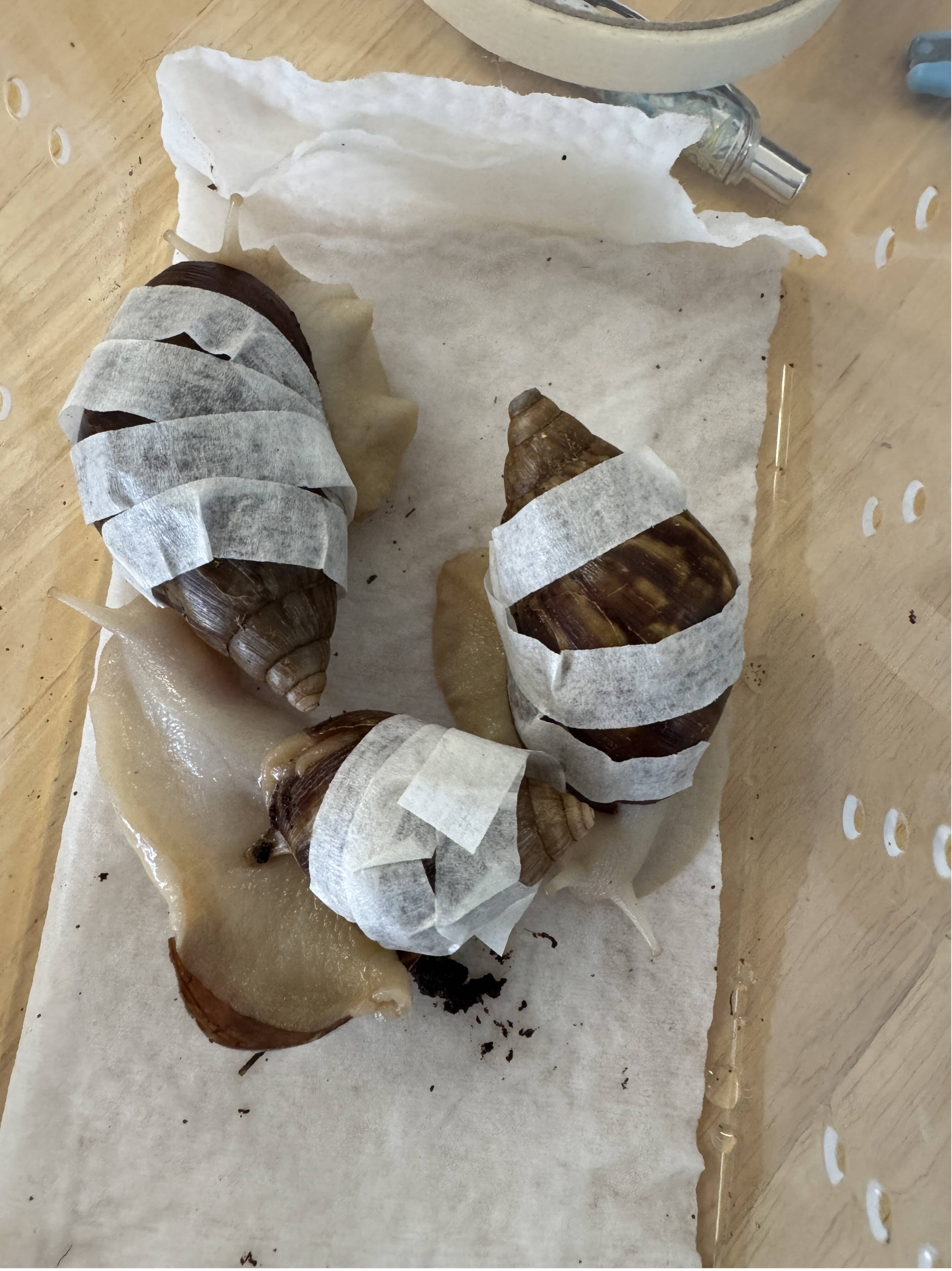 生命教育浸润童年