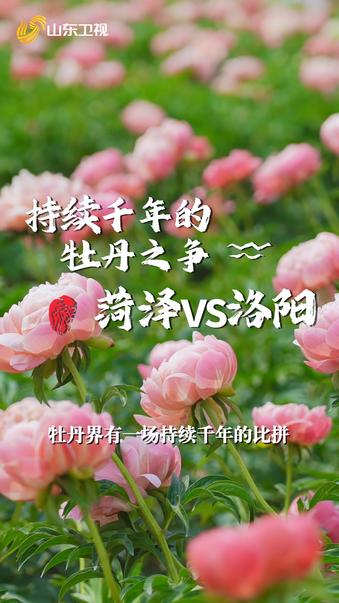 菏澤牡丹花開出“云端”致富路