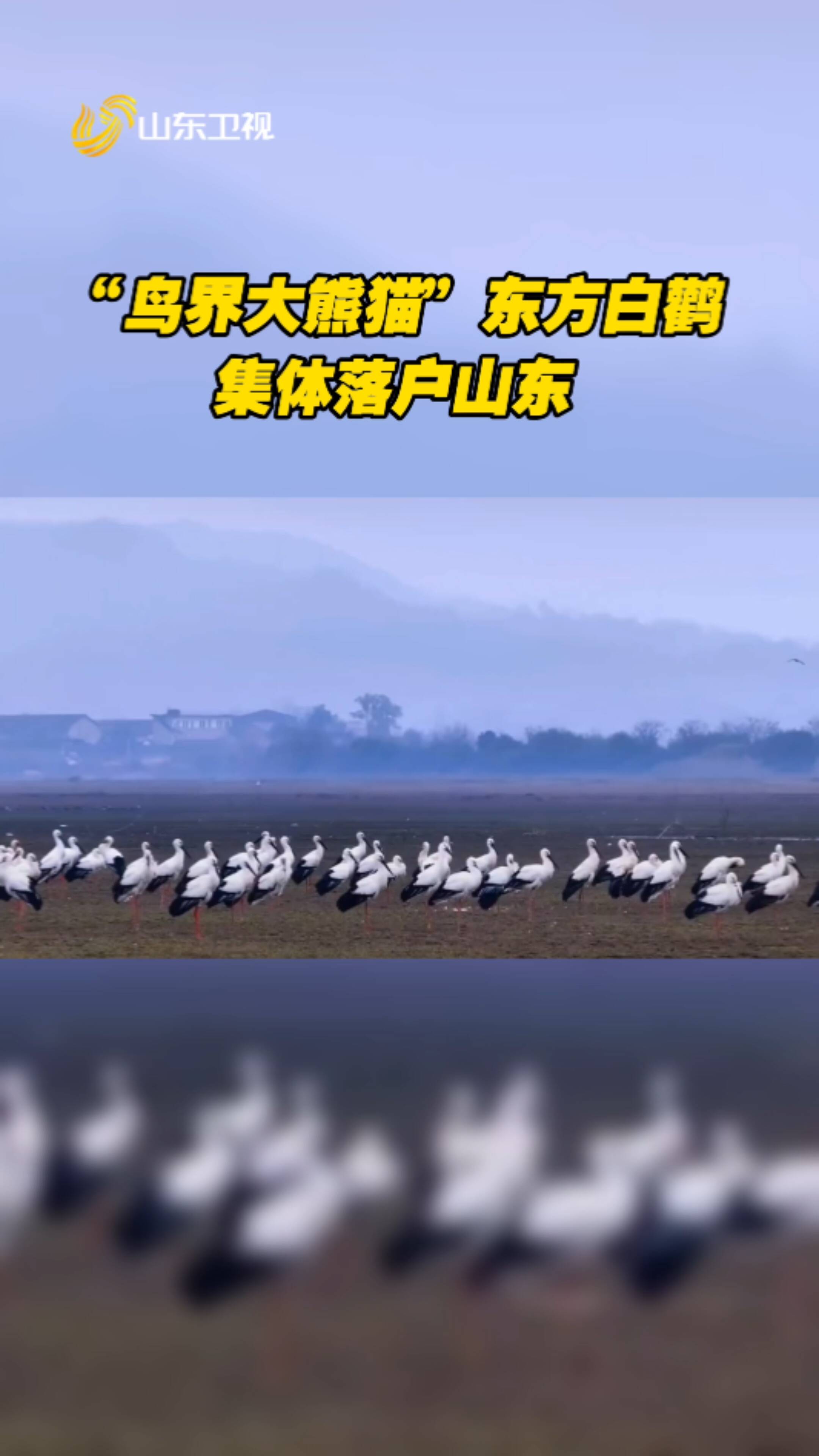 “鳥界大熊貓”在此安家，黃河三角洲看“鳥浪”奇觀。