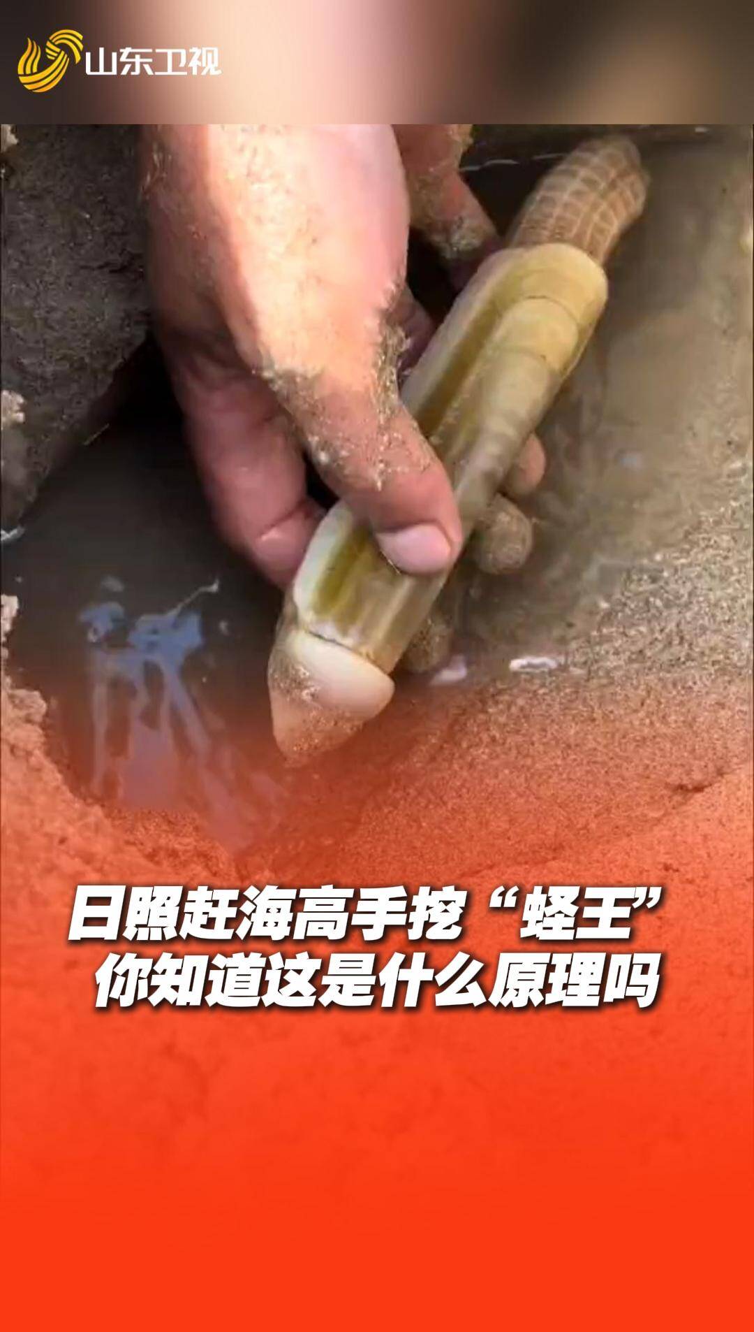 日照趕海高手挖“蟶王”