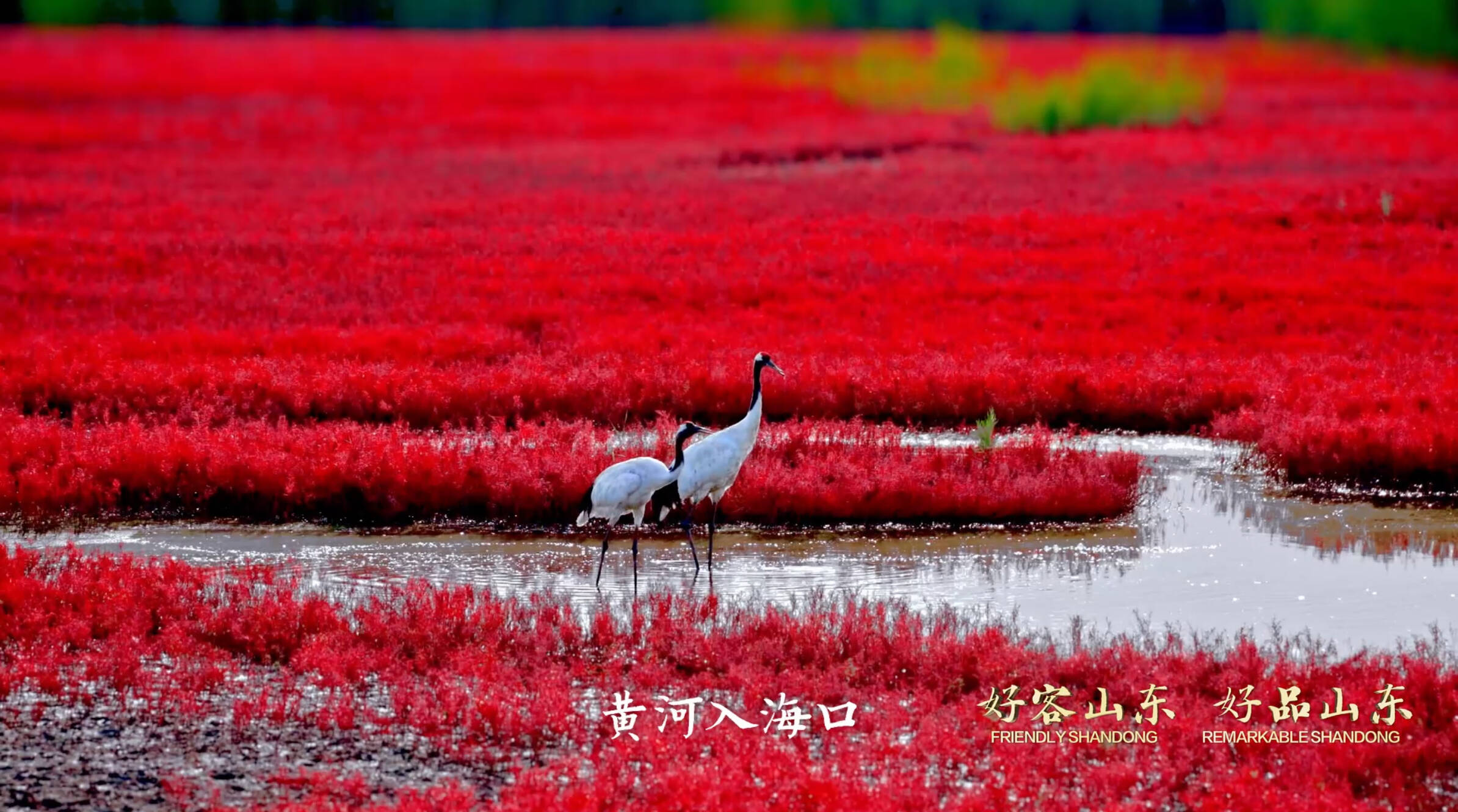 《好客山東 好品山東》秋季版宣傳片