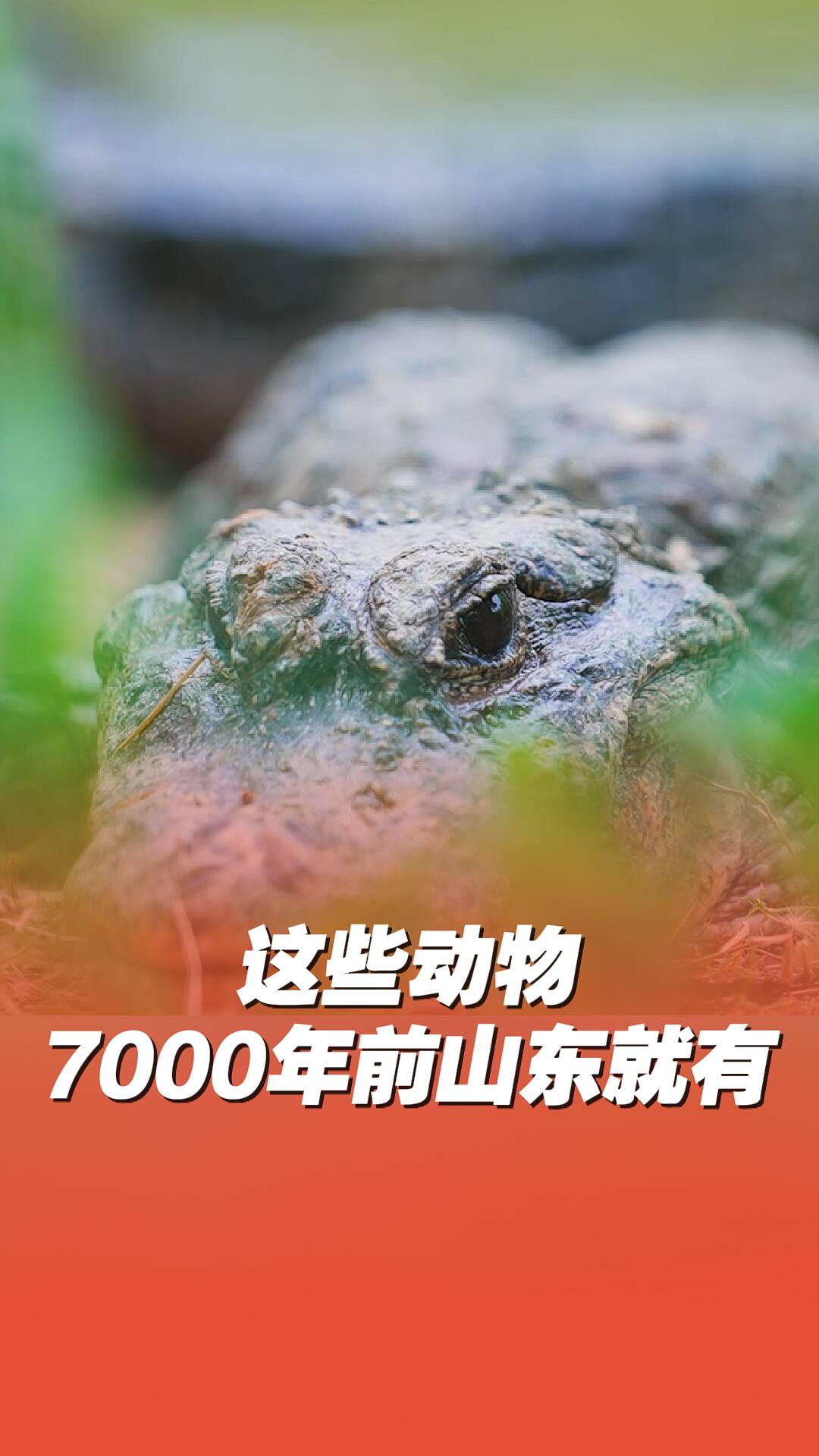 7000多年前山東竟然曾是揚子鱷的家園