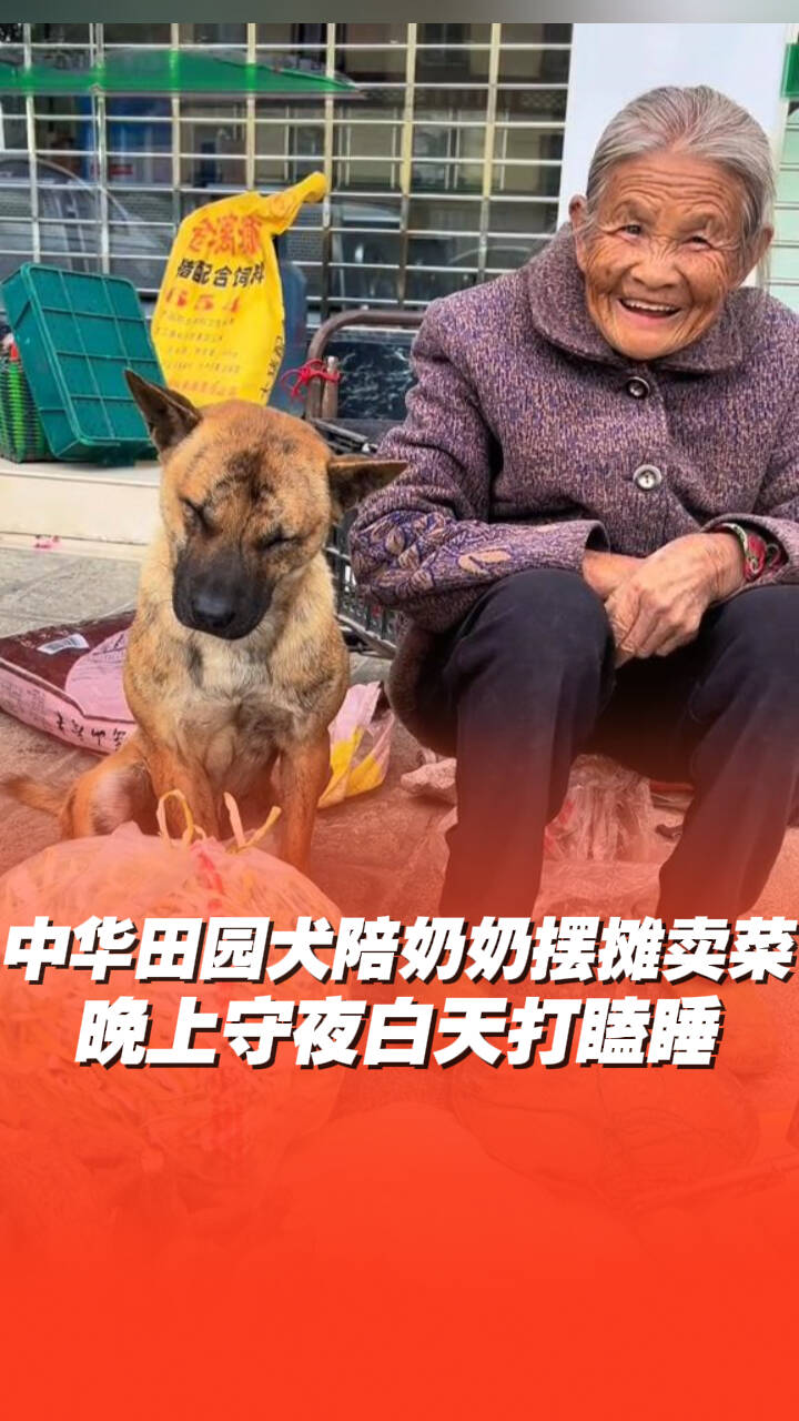 中华田园犬陪奶奶摆摊卖菜，晚上守夜白天打瞌睡守候身旁