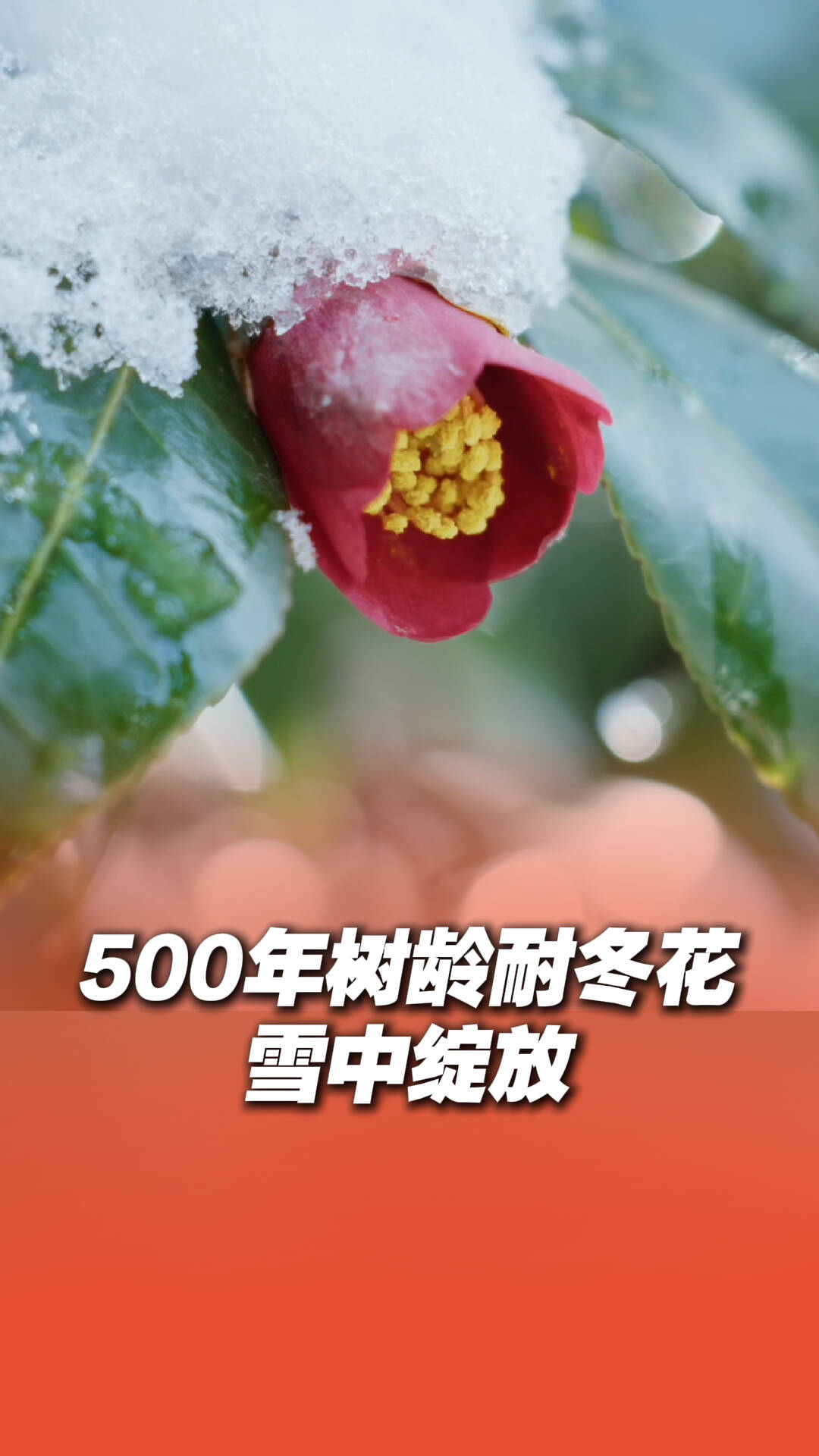 絕美！500年樹齡耐冬花雪中綻放！