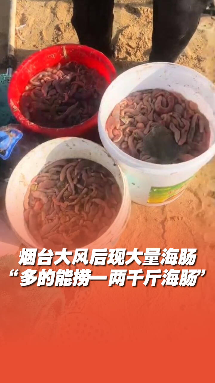 煙臺大風過后，海邊吹來大量海腸