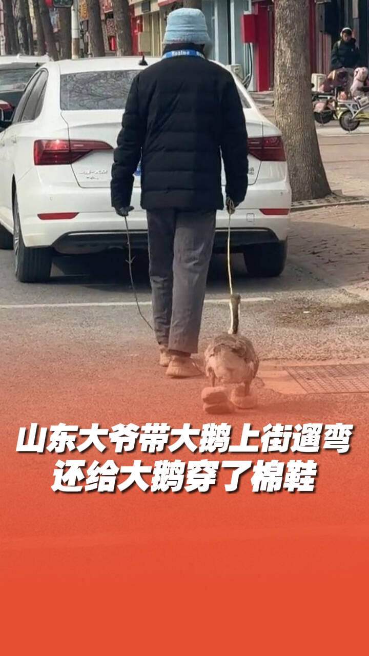 山東大爺帶大鵝上街遛彎，還給大鵝穿了棉鞋