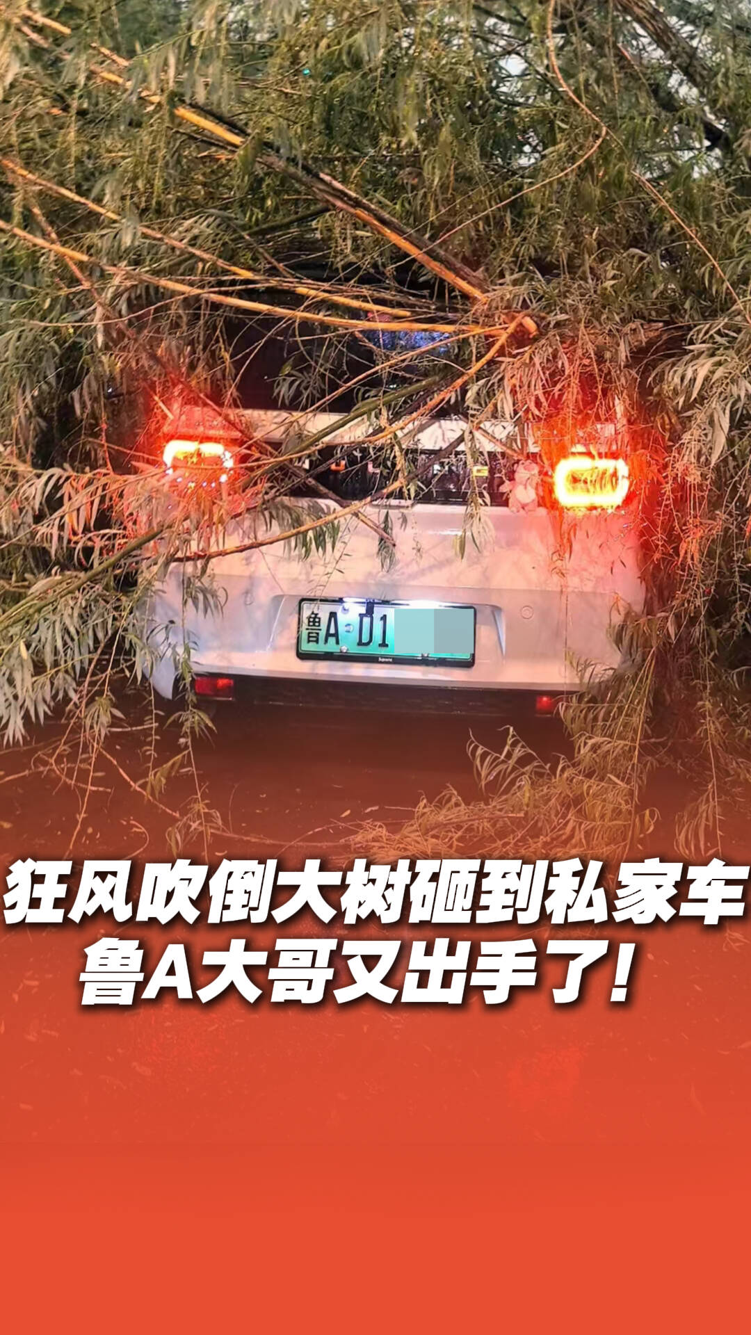 狂風吹倒大樹砸到私家車，魯A大哥又出手了！