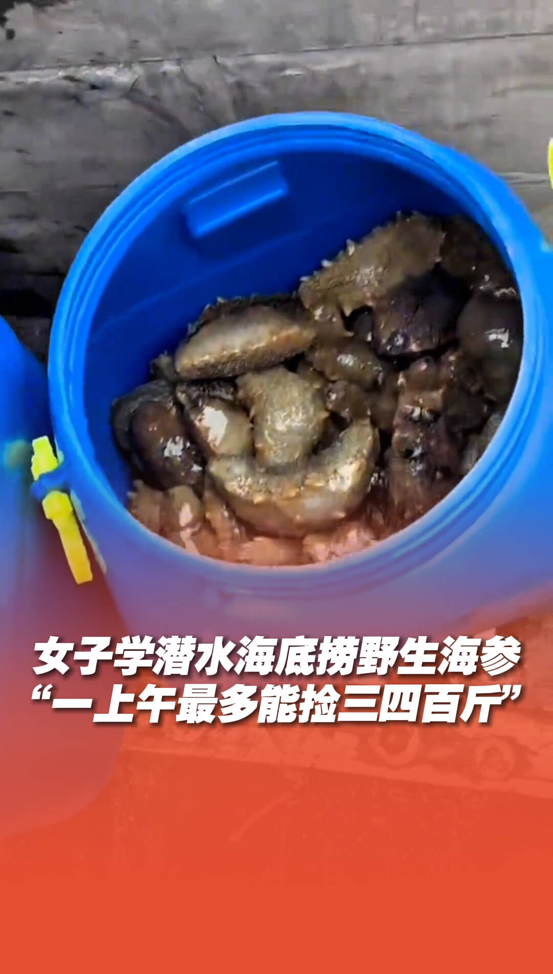 女子學潛水海底撈野生海參，“一上午最多能撿三四百斤”