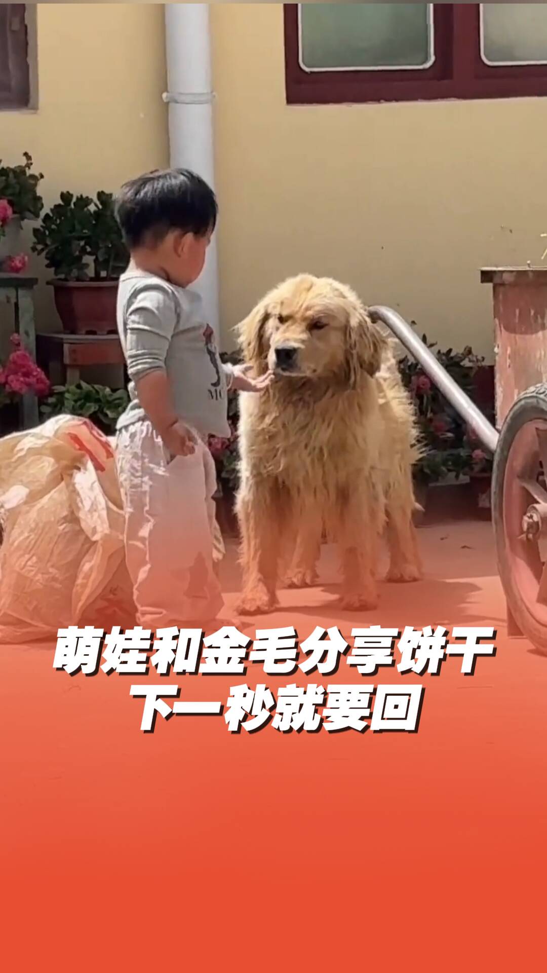 萌娃上一秒和金毛分享餅干，下一秒就要回！
