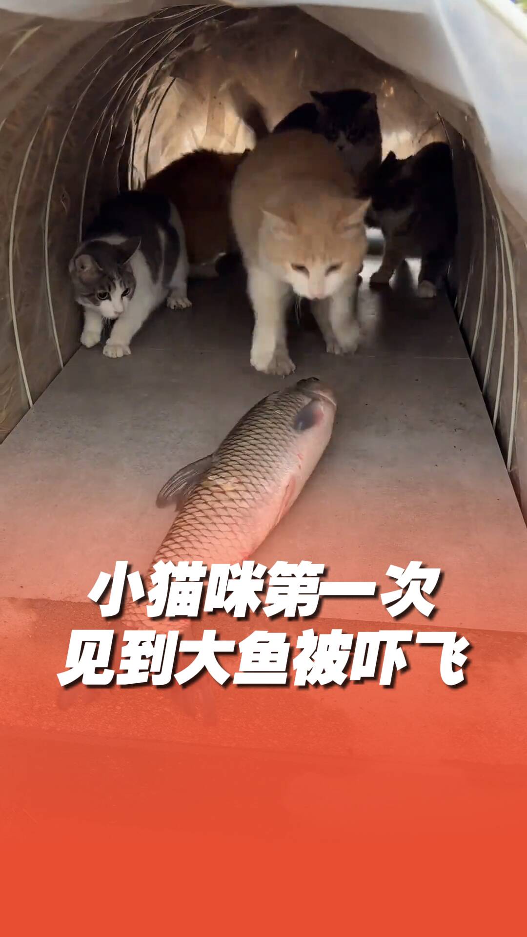 小貓咪第一次見到大魚被嚇飛