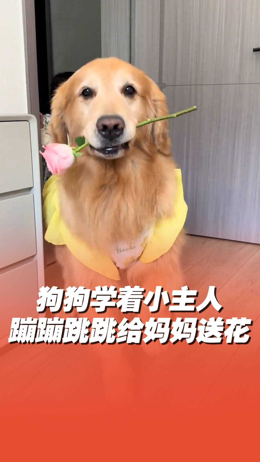 狗狗學(xué)著小主人，蹦蹦跳跳給媽媽送花！