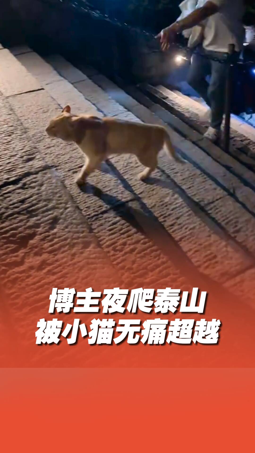 博主夜爬泰山，被小貓無痛超越！