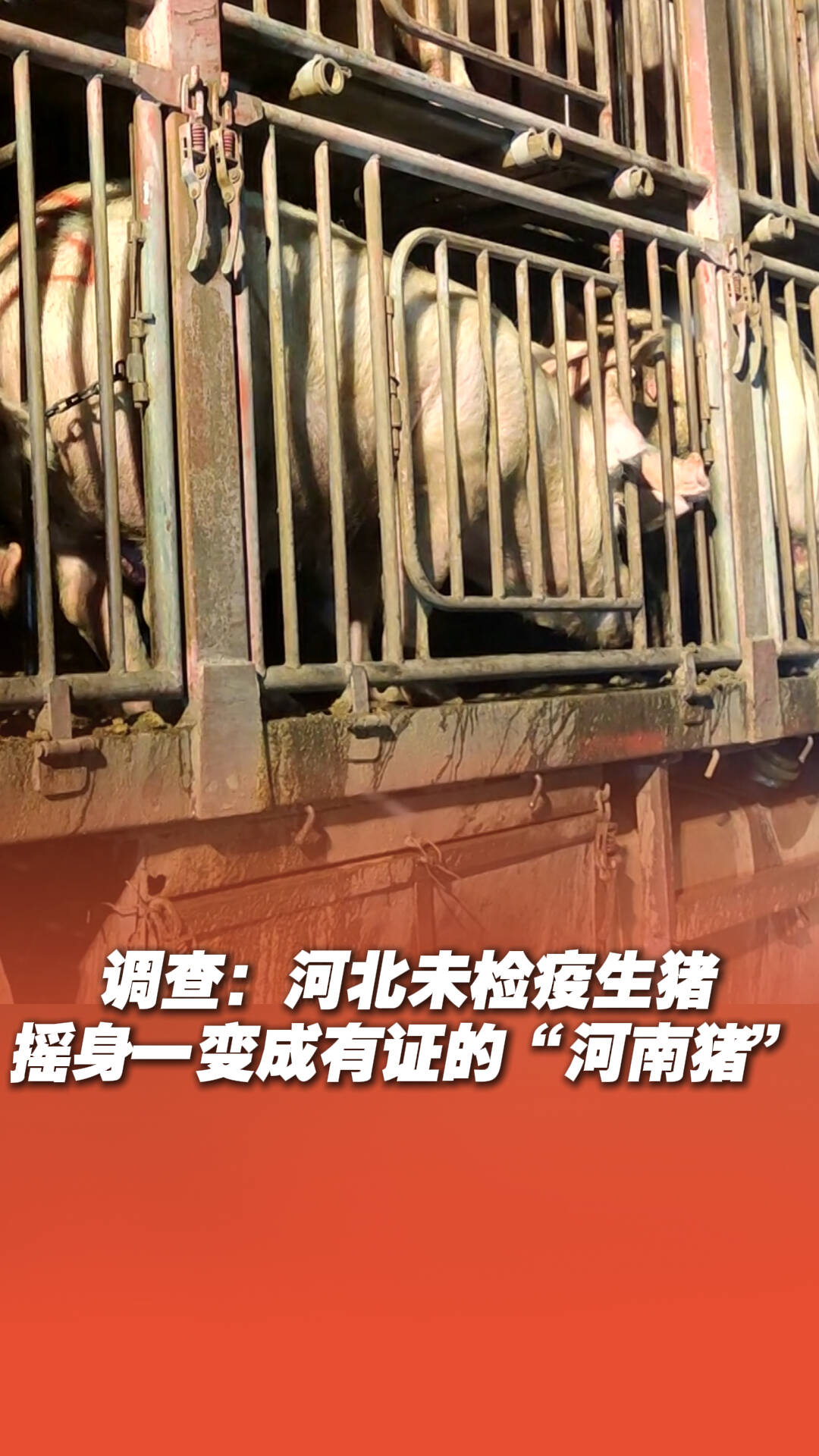 河北未檢疫生豬搖身一變成“河南豬”