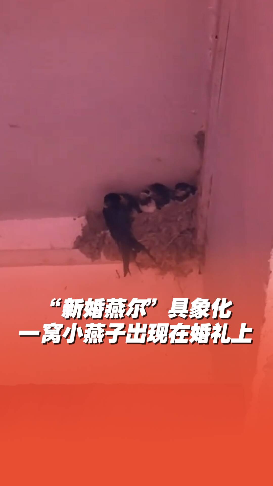 新人结婚当天，一窝小燕子出现在婚礼上！