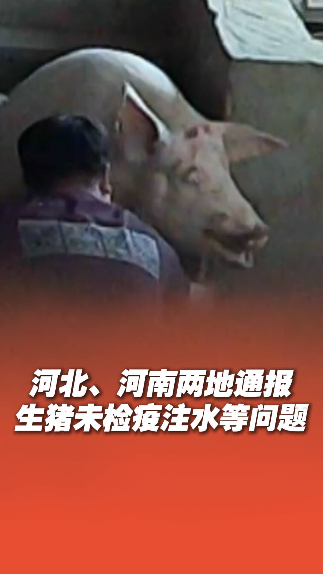 河北部分未檢疫生豬流入河南 兩地通報！