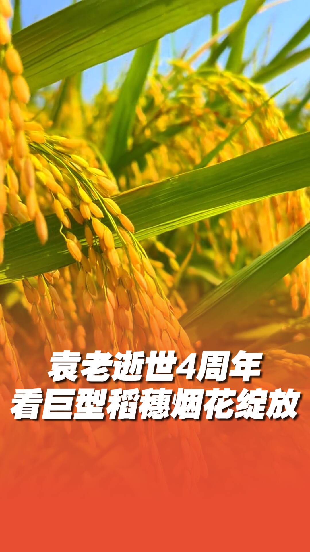 禾下乘涼夢，終將照人間！