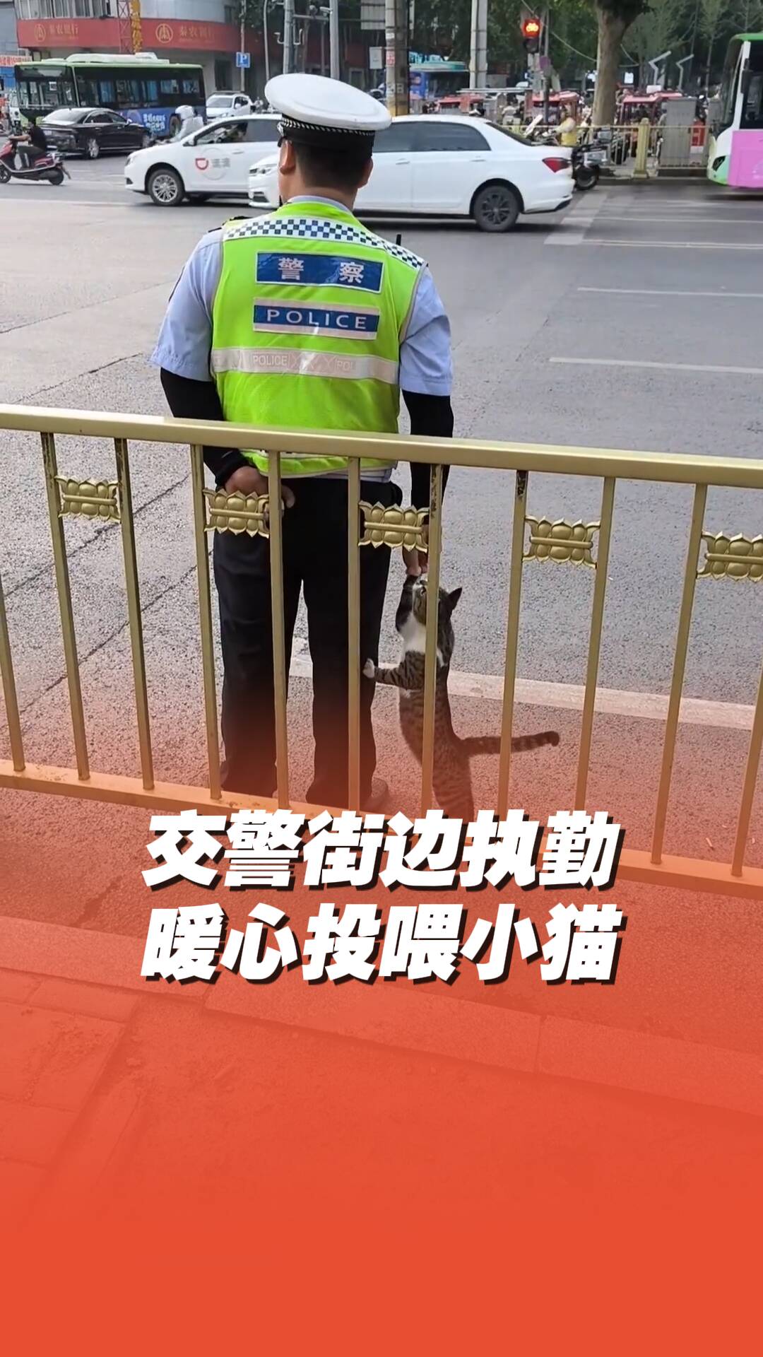 交警街邊執勤暖心投喂小貓！