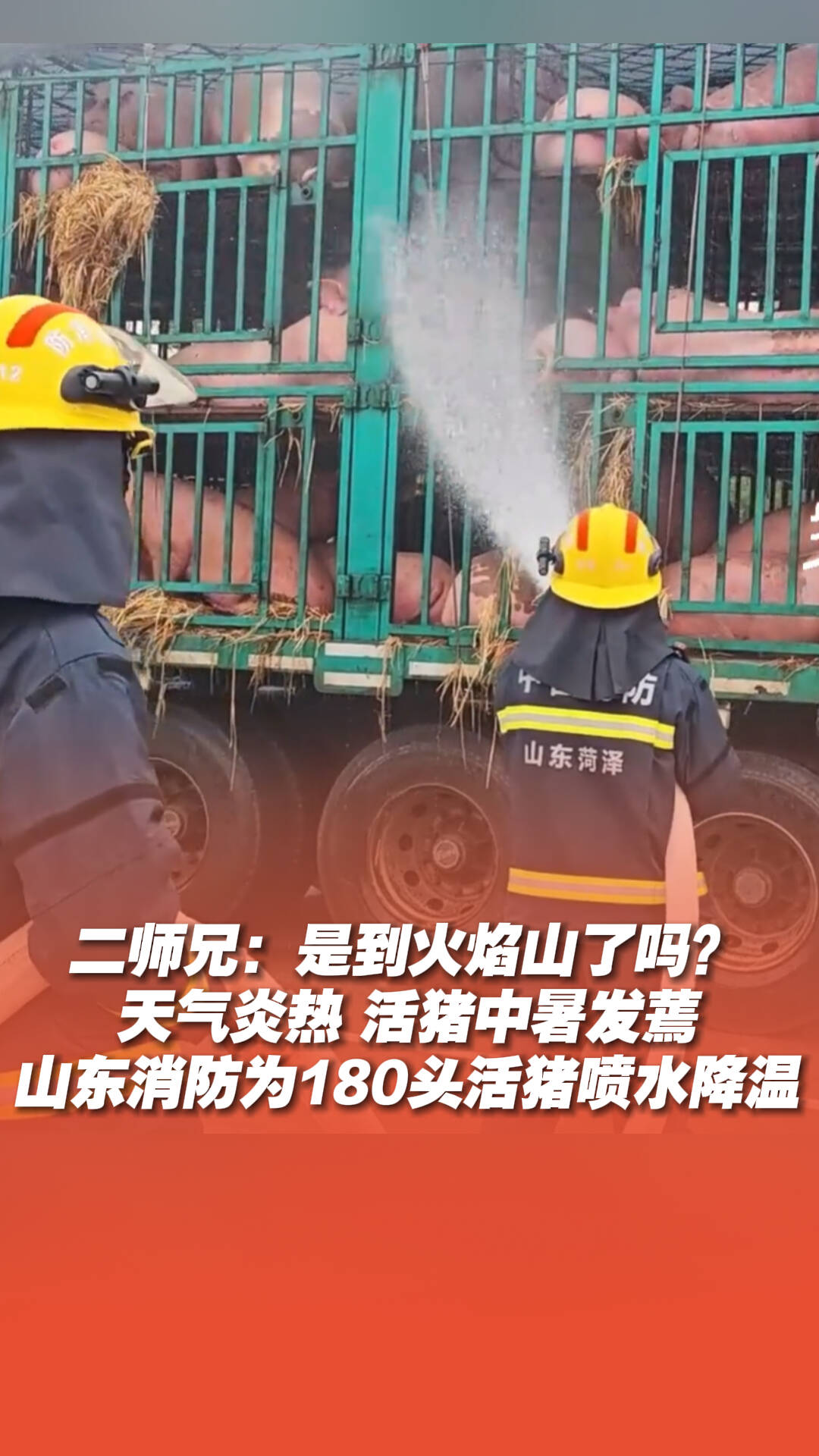 山東消防為180頭活豬噴水降溫