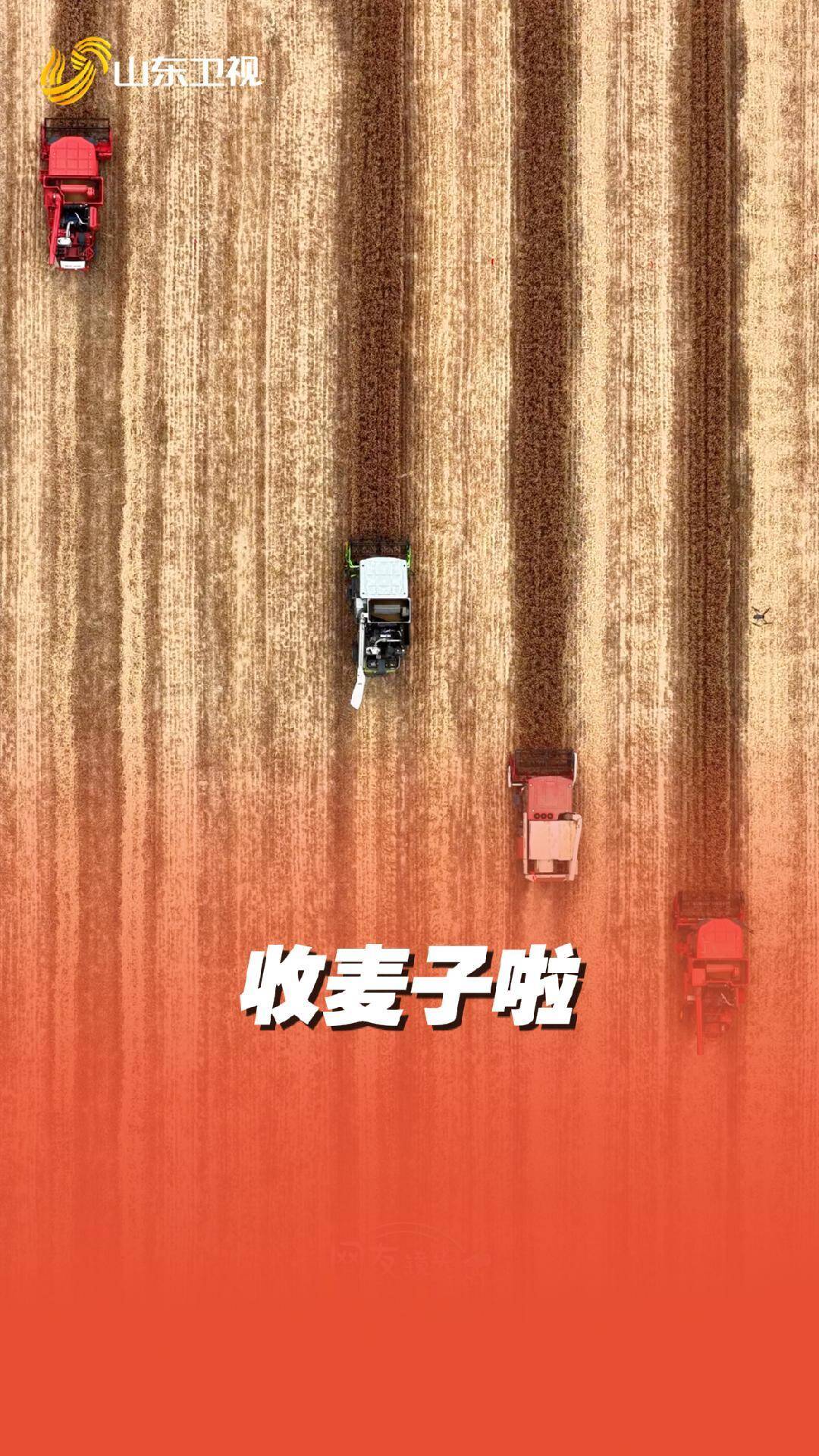 山東麥收正當時