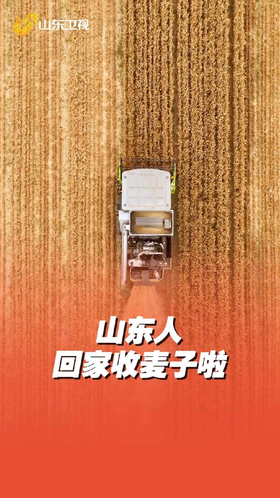 【網友鏡頭里的山東】山東人 回家收麥子啦