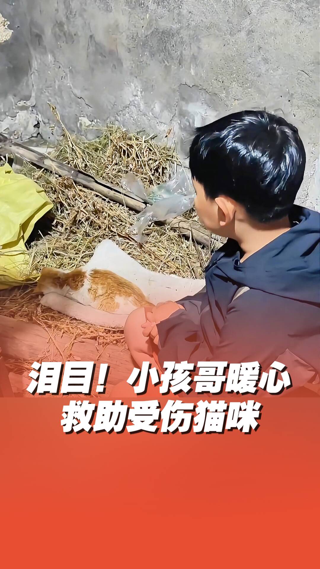 小孩哥哭求救助重傷貓咪