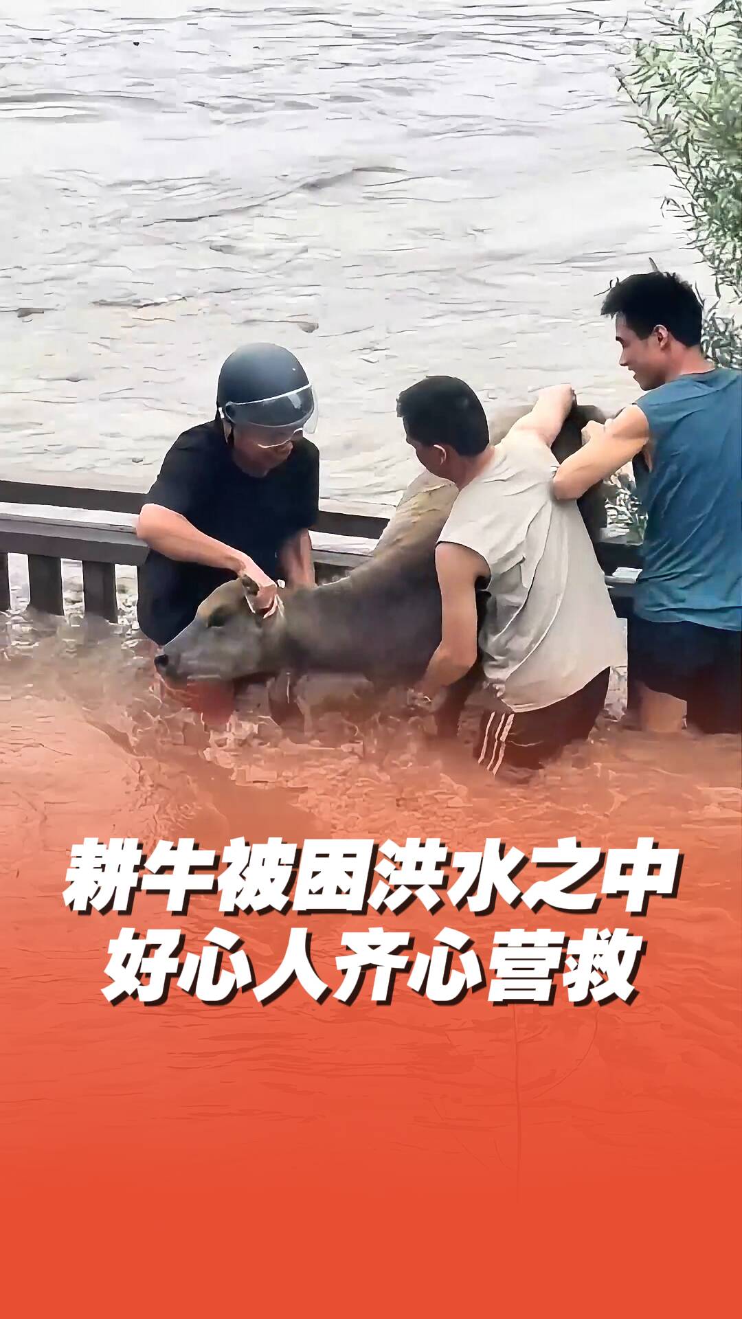 耕牛被困洪水之中，好心人齊心營救。