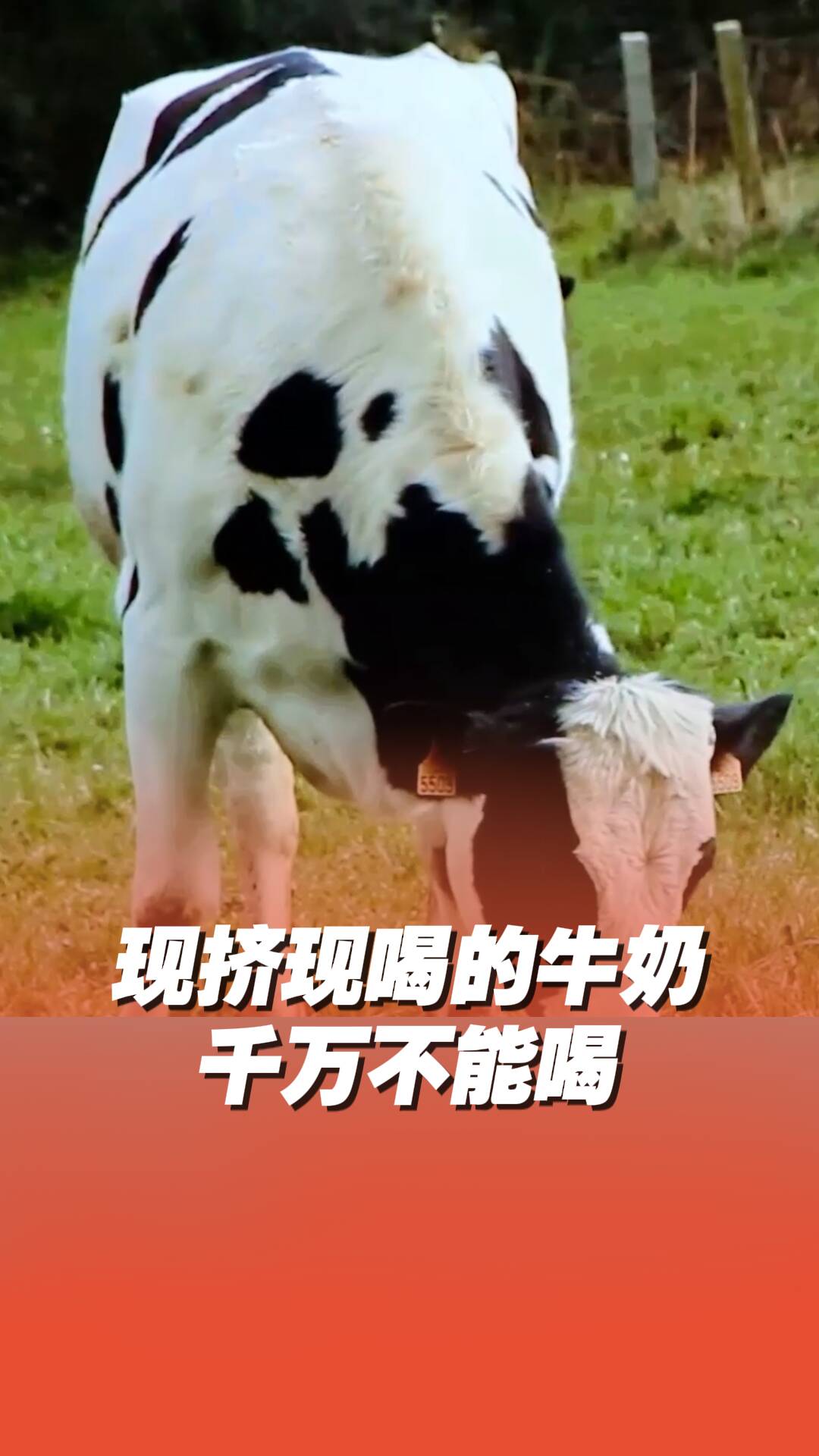 冷知識！現擠現喝的牛奶不能喝！