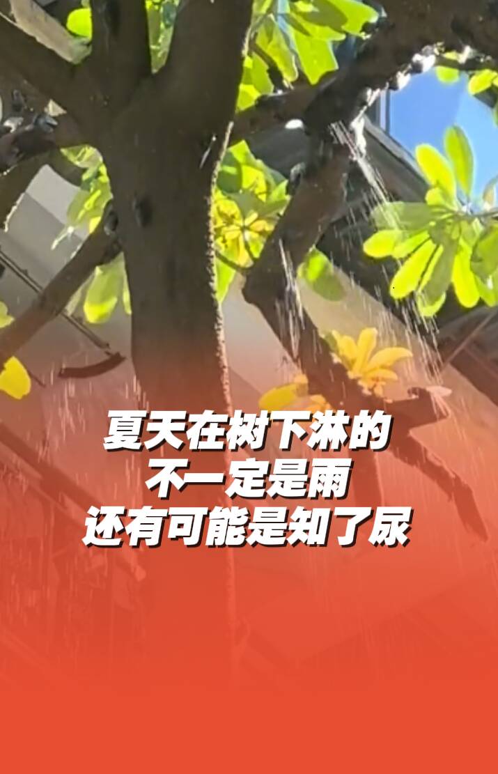 夏天在樹下淋的不一定是雨，可能是知了尿！