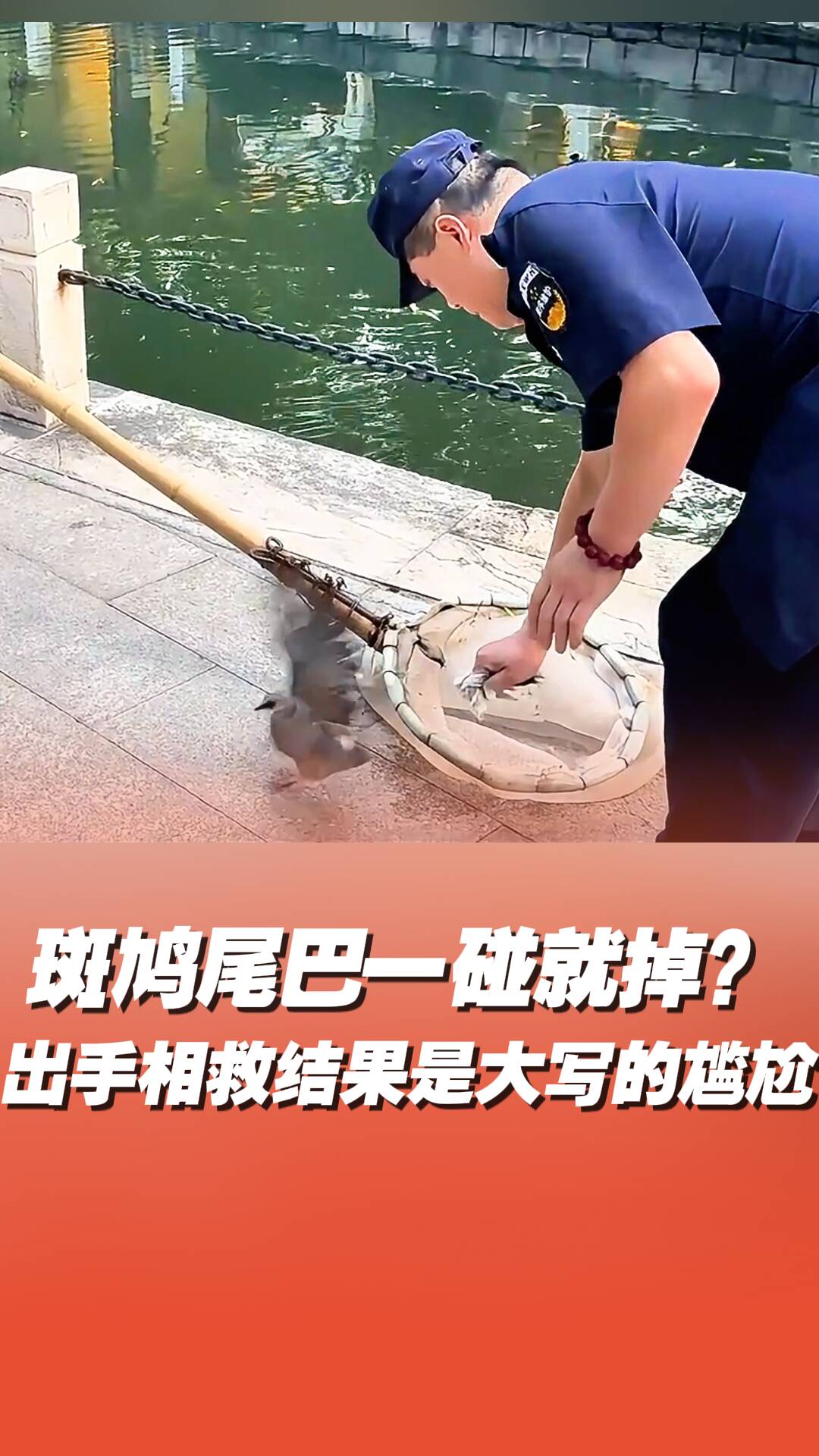 斑鳩尾巴一碰就掉？