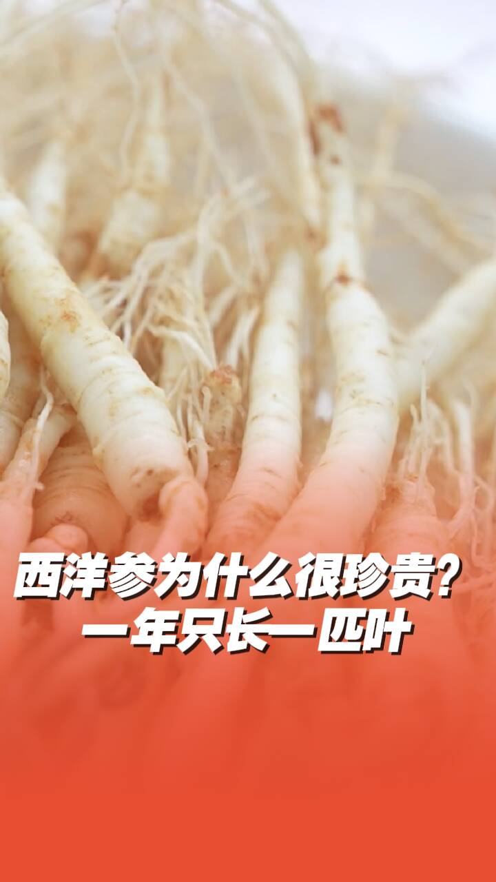 西洋參為什么很珍貴？一年只長一匹葉！