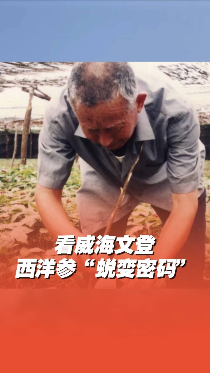 從八粒種子到百億企業，看威海文登西洋參的“蛻變密碼”