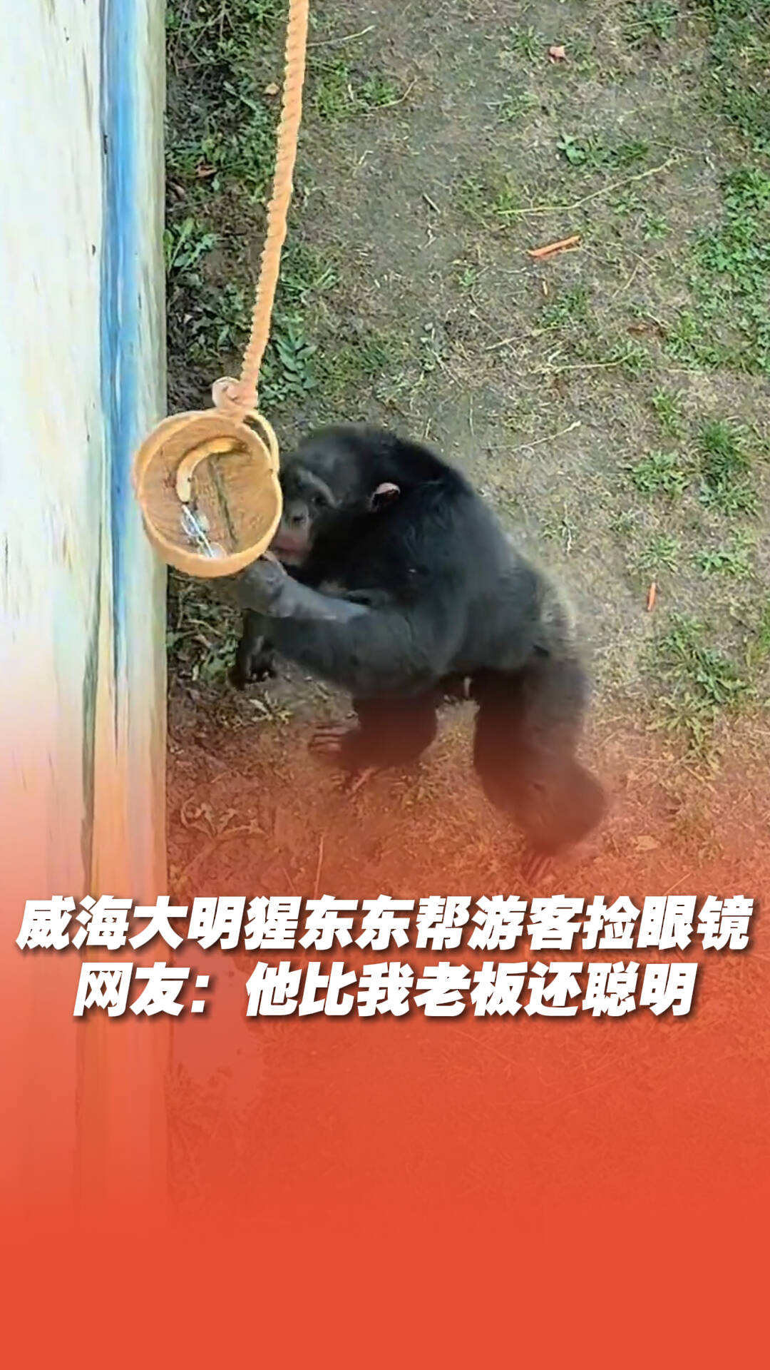 威海“大明猩”東東幫游客撿眼鏡