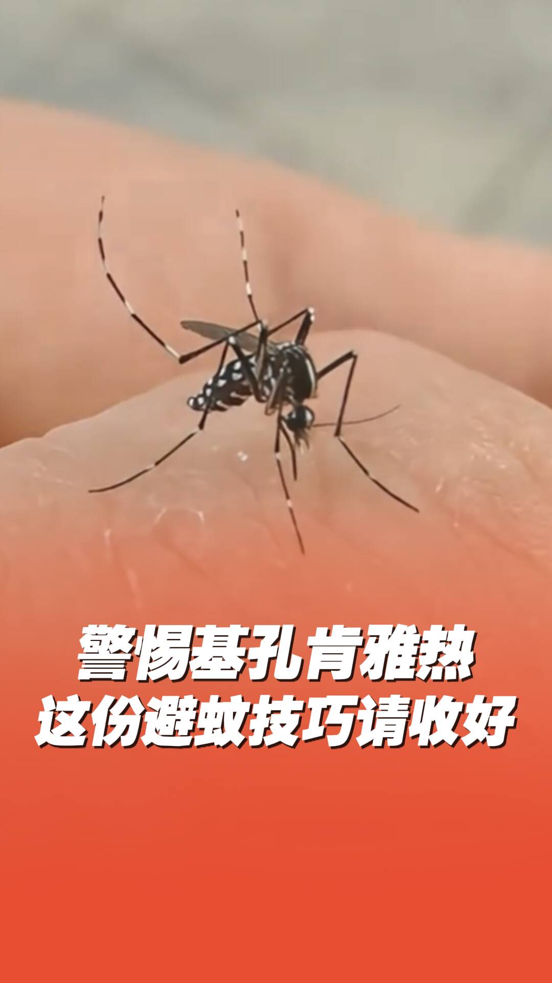 警惕基孔肯雅熱，這份避蚊技巧請收好！