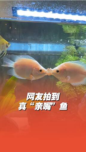 網友拍到真“親嘴”魚！