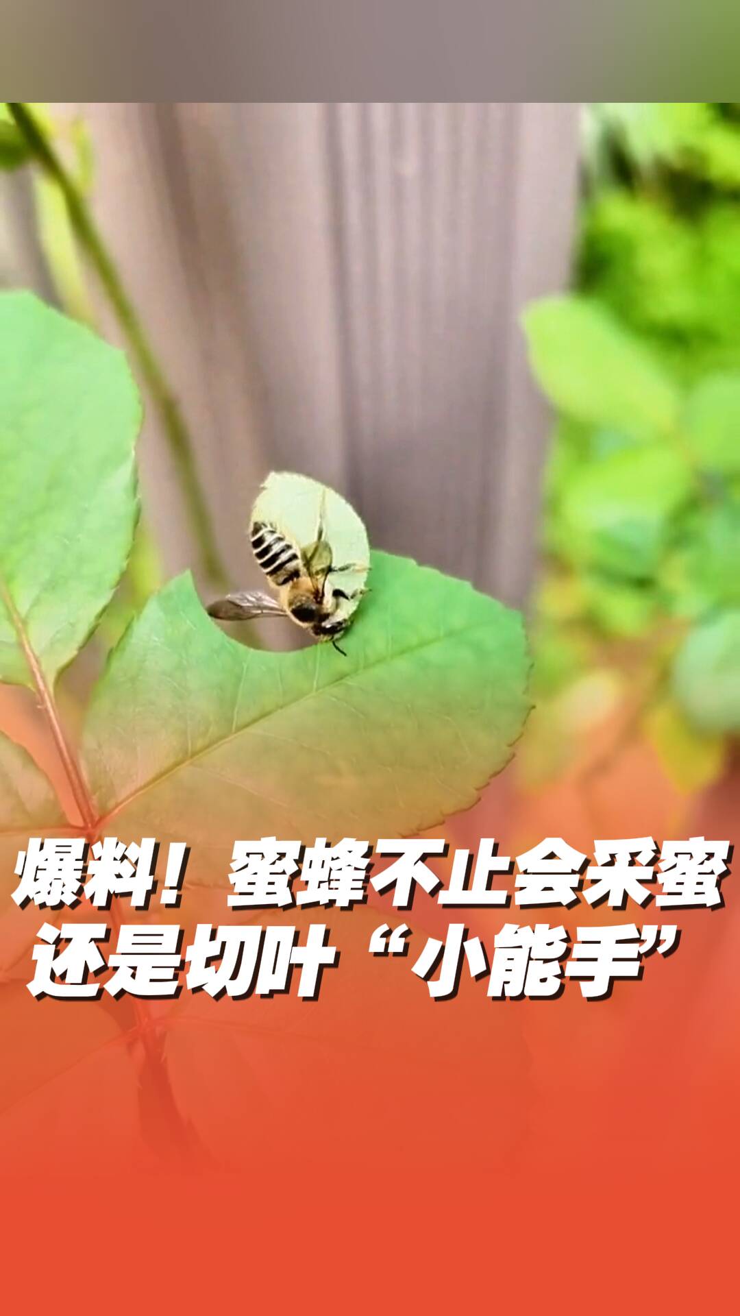 爆料！原來蜜蜂不止會采蜜
