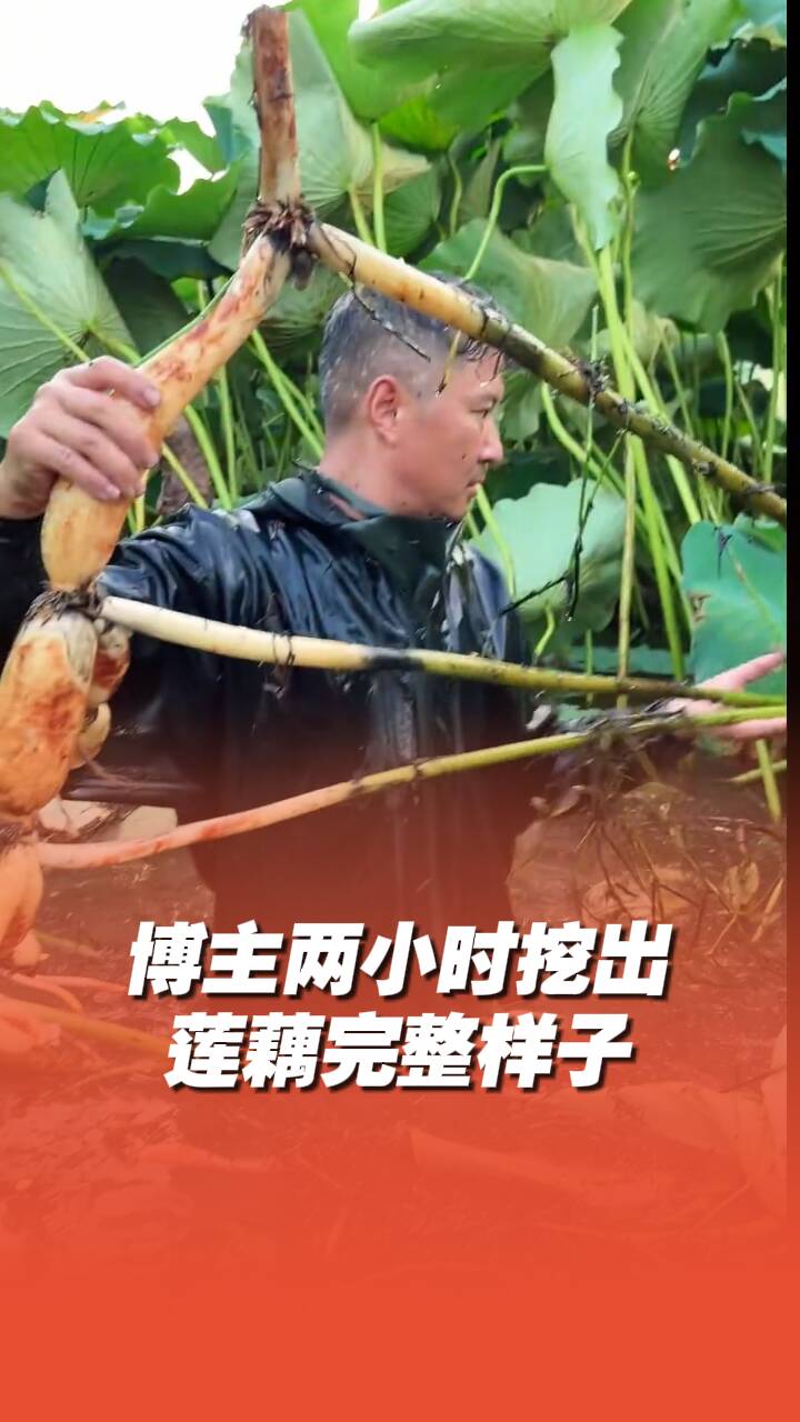 博主兩小時挖出蓮藕完整樣子！