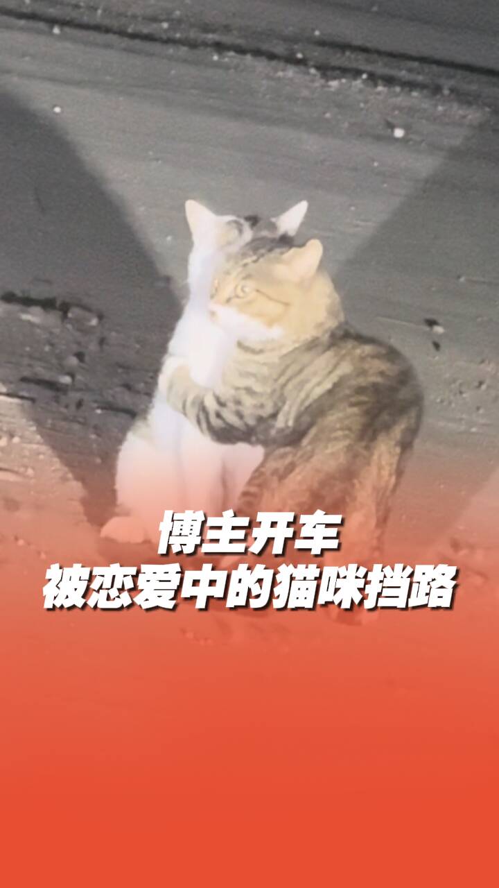 博主開車被戀愛中的貓咪擋路