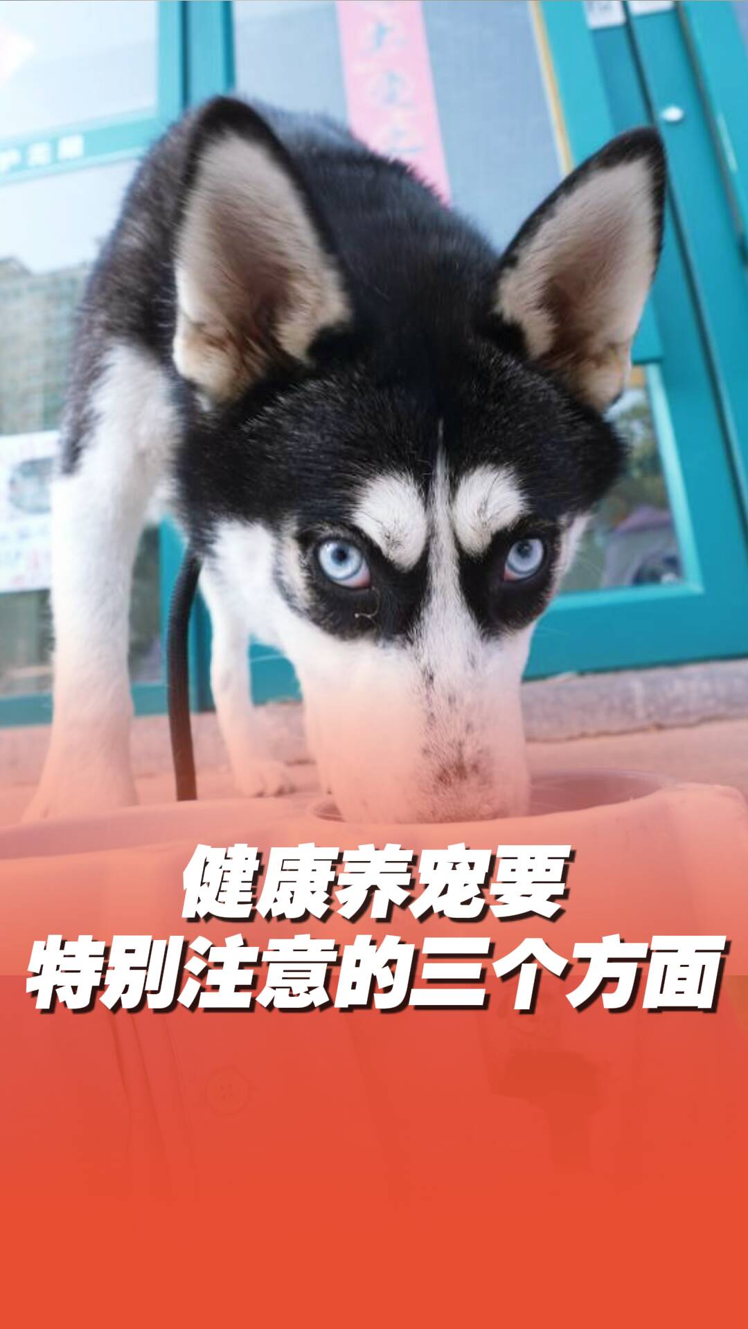養(yǎng)寵人看過來！健康養(yǎng)寵要特別注意三個方面