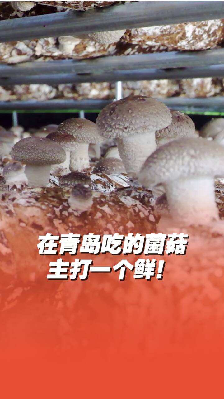 在青島吃的菌菇主打一個鮮！