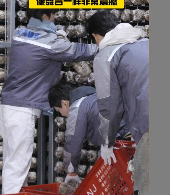 郭品超、張曉謙、俞更寅體驗青島菌菇設施農業！