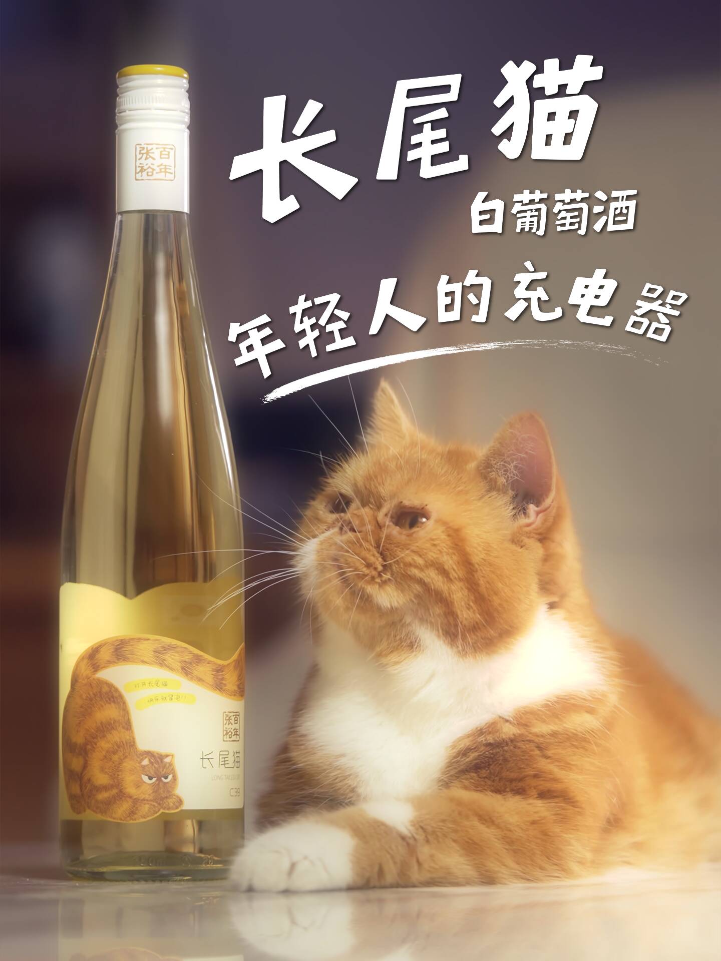 長尾貓就是年輕人的充電器