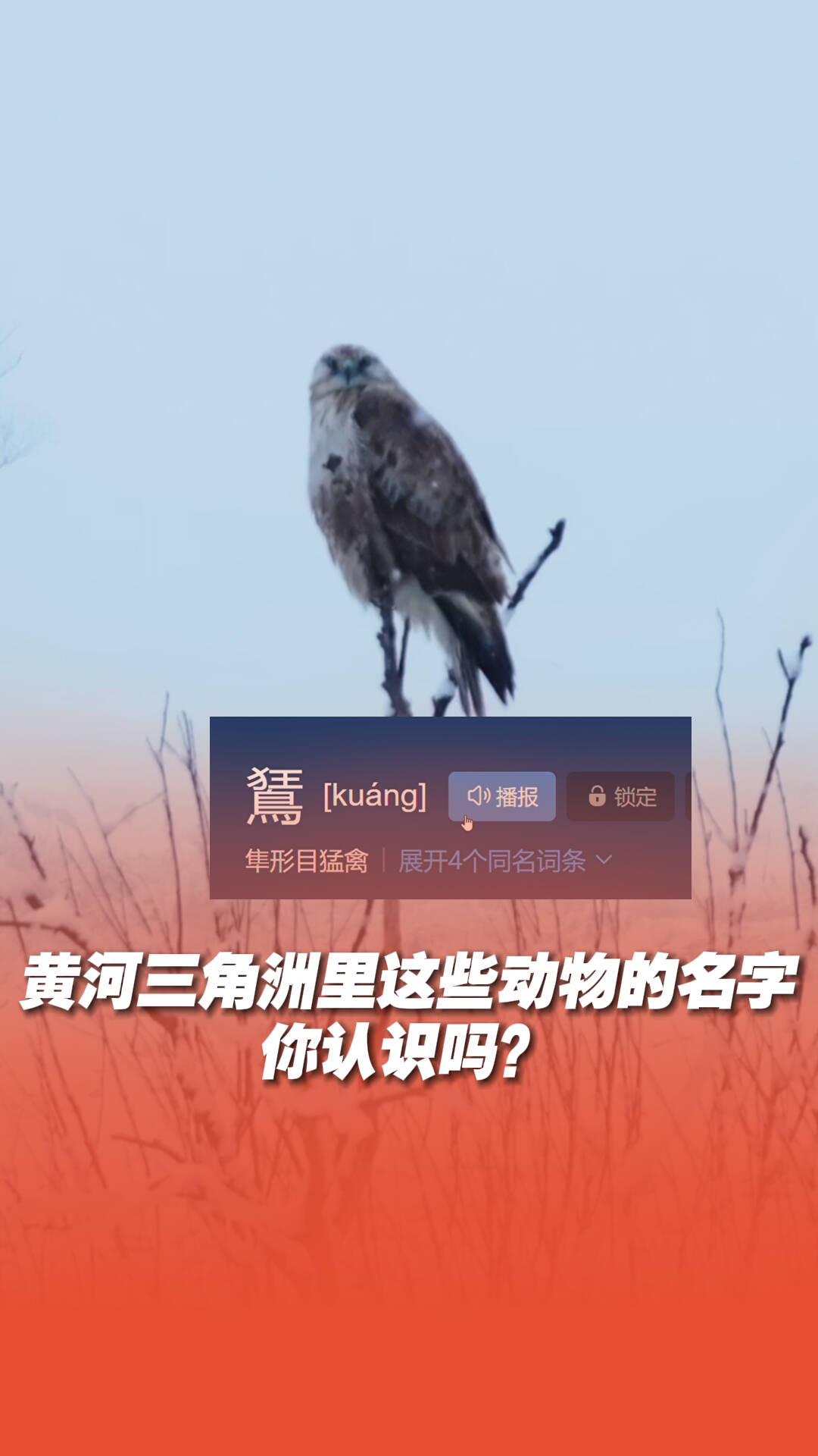 鵟、䴙䴘、蛎鹬...黄河三角洲里这些动物的名字,你都认识吗?