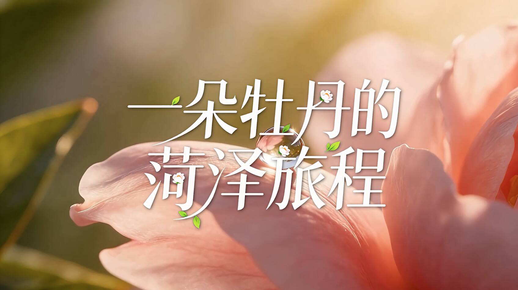 一朵牡丹的菏泽旅程