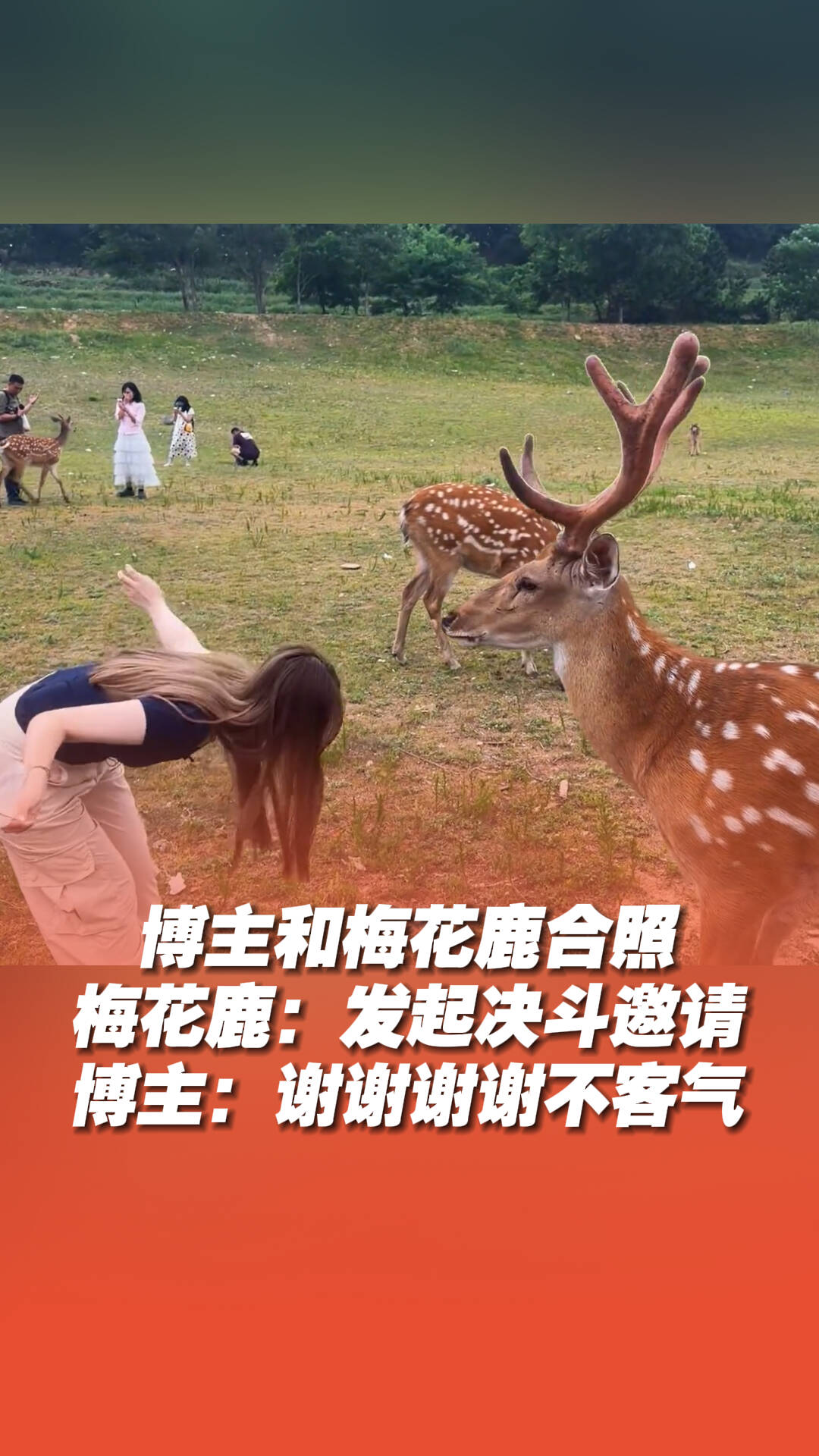 梅花鹿:发起决斗邀请!博主:谢谢谢谢不客气