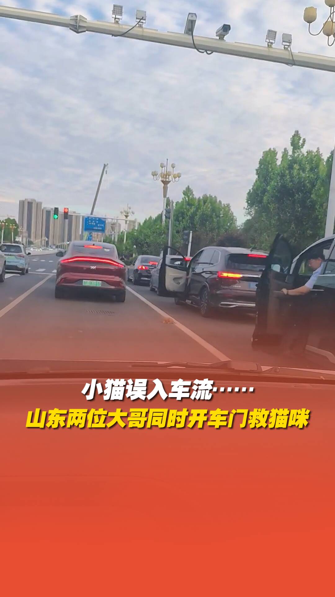 小猫误入车流，山东两位大哥同时开车门救猫咪