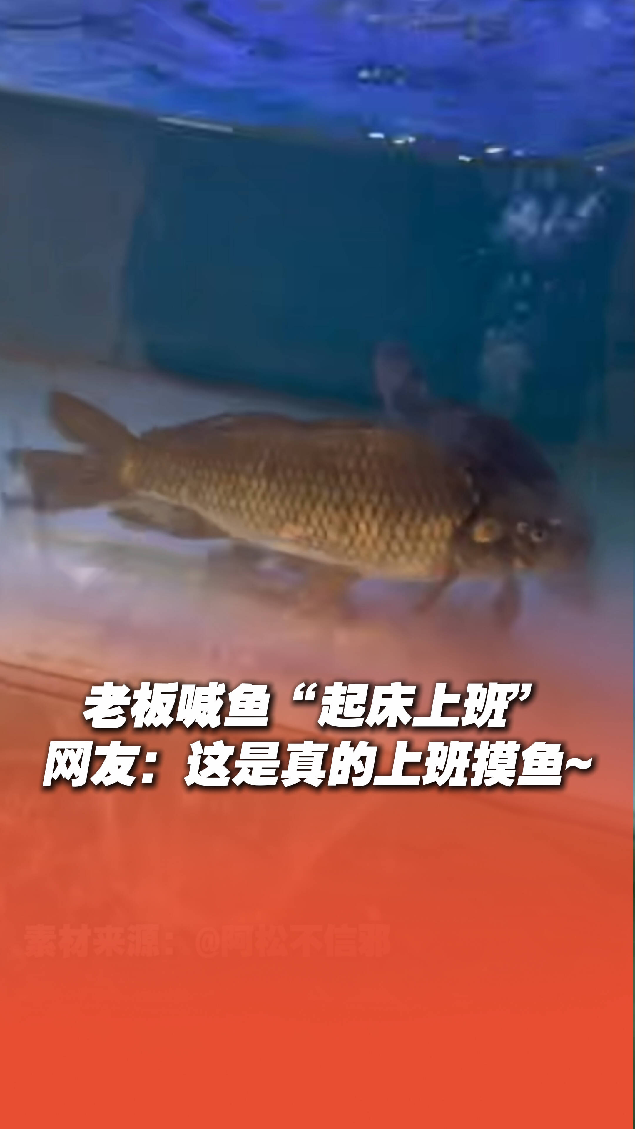 老板喊鱼“起床上班”，网友：这是真的上班摸鱼！
