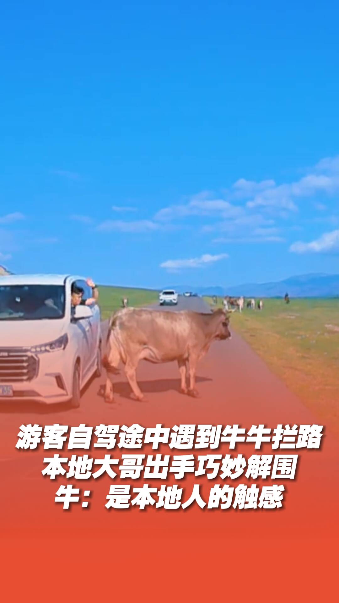 游客自驾途中遇到牛牛拦路，本地大哥出手巧妙解围