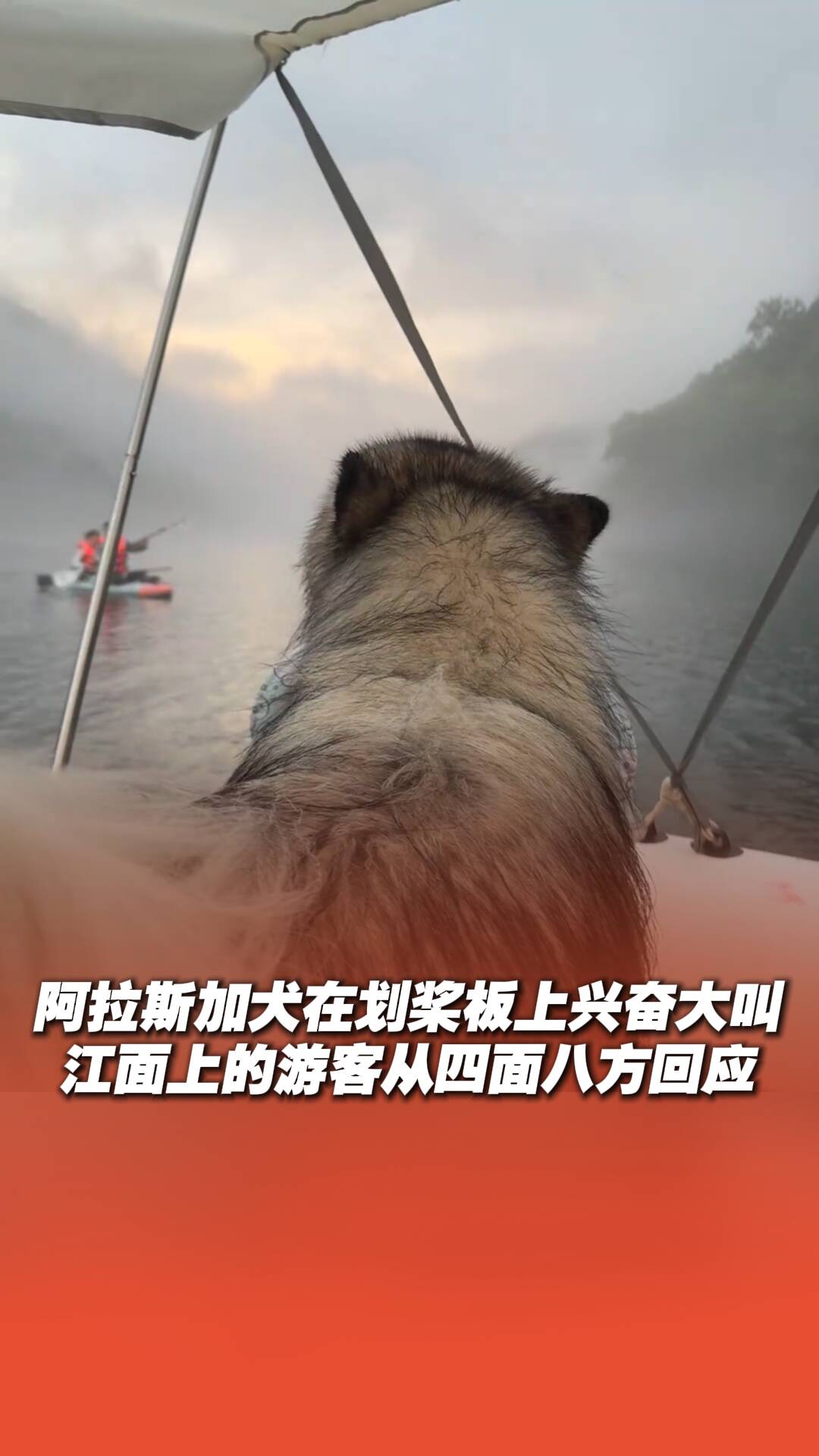 全世界都在陪狗狗胡闹